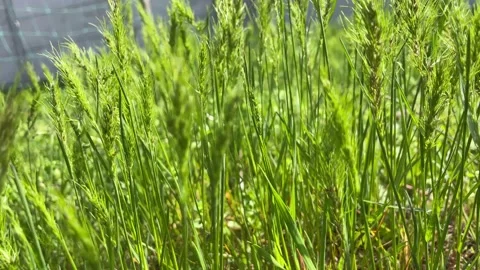 Juicy green grass fluttering in the wind Stock Footage 239671531