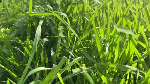 Juicy green grass fluttering in the wind Stock Footage 239671974