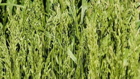 Juicy green grass Stock Footage 91546170