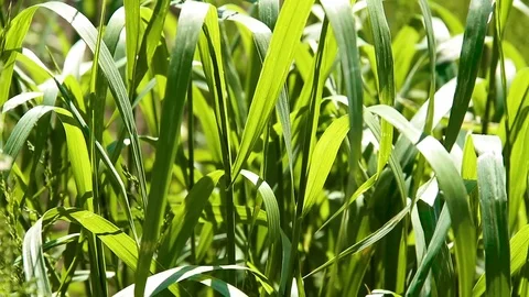 Juicy green grass Stock Footage 91546184
