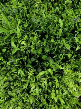 Juicy green grass Stock Photos
