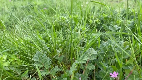 Juicy green grass in the wind Stock Footage 239672333