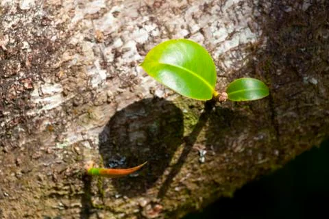 A juicy green leaf growing on a tree trunk in Maui, Hawaii. Stock Photos