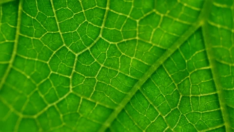 Juicy green leaf texture close-up. Smooth rotation. Streaks like blood veins Stock Footage