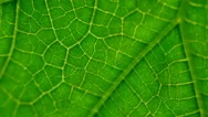 Juicy Green Leaf Texture Close-Up. Smooth Rotation. Streaks Like Blood Veins Stock Footage