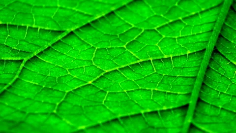 Juicy green leaf texture close-up. Smooth rotation. Streaks like blood veins Stock Footage 89067109