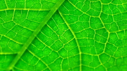 Juicy green leaf texture close-up. Smooth rotation. Streaks like blood veins Stock Footage 89067380