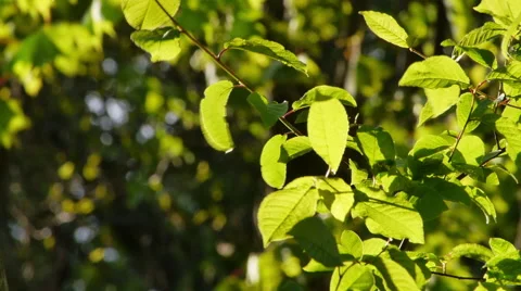Juicy green leafs swaying in soft breeze Stock Footage 50688656