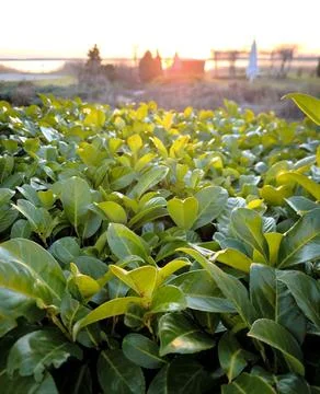 Juicy green leaves of a bush in the rays of the setting sun 스톡 사진