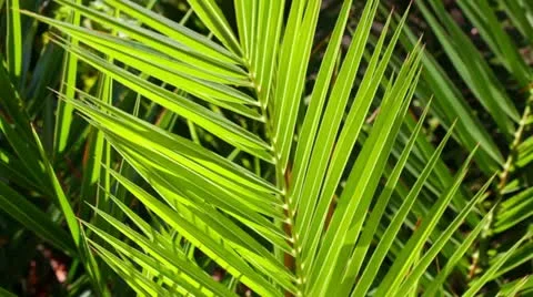 Juicy green palm tree Stock Footage 11711393