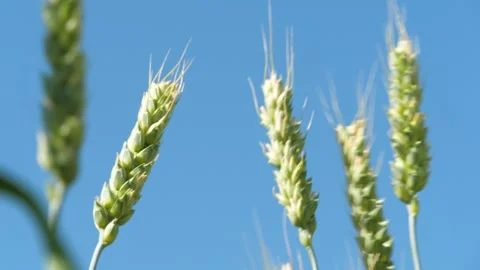 Juicy green wheat ears move from summer wind in sunlight on cloudless sky Stock Footage 269836898