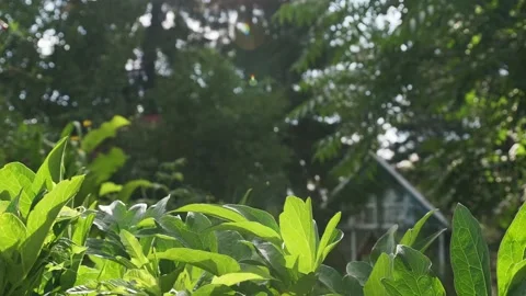 Juicy greenery in the sun on a country plot. Stock Footage 135059864