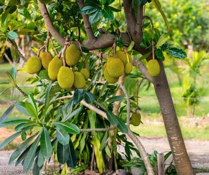 Juicy jackfruit hanging on tree 스톡 사진