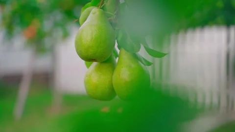 Juicy large green pears hanging in an orchard early in the morning, close-up Stock Footage 256016295