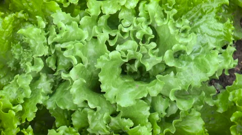 Juicy leaves of lettuce Stock Footage 68189330