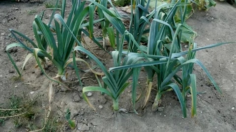 Juicy leek Stock Footage 54056881