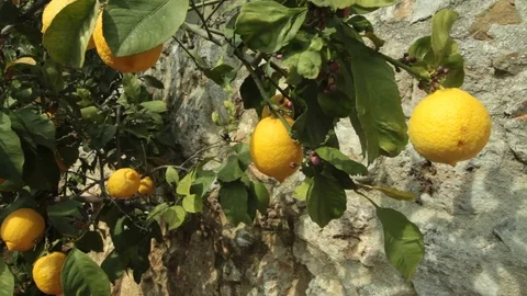Juicy lemons oranges in the garden Stock Footage 113200604