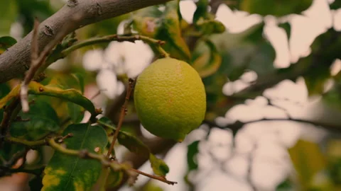 Juicy lemons on a tree branch 1 Stock Footage 260219601