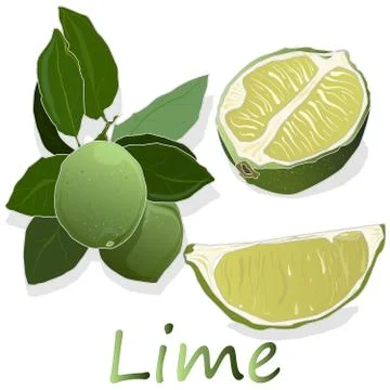 Juicy lime on white background. Stock Illustration