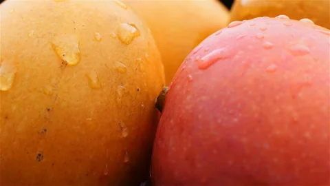 Juicy mango with water drops rotating slowly. organic tropical mango close up Stock Footage 111965111