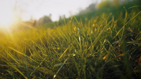 Juicy meadow of green grass sunset Stock Footage 203219368