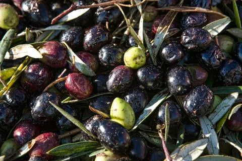 Juicy olives Stock Photos