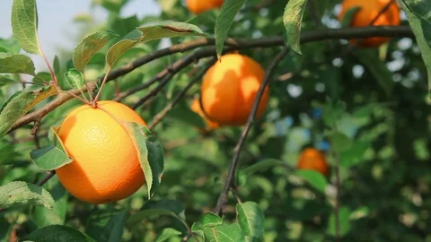 Juicy orange on orange tree branch Stock Footage 88491954