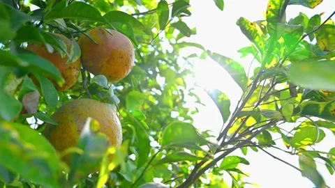 Juicy orange on the tree with the sun rays. Stock Footage 196236717
