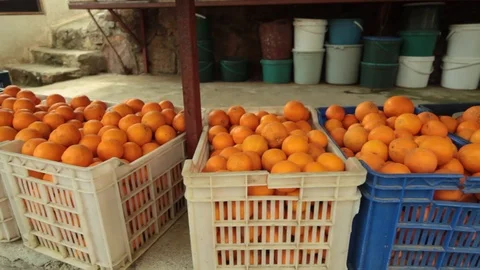 Juicy oranges after harvest Stock Footage 113200728