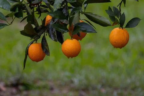 Juicy oranges on a fruit tree. Stock Photos