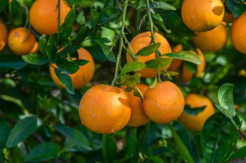 Juicy oranges on tree branches in an orange garden 8 Stock Photos