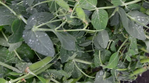 Juicy pea bushes 動画素材 51726862