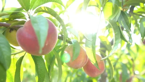 Juicy Peach Hanging On A Tree Branch-Agriculture Stock Footage 115737375