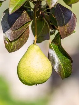 Juicy pear on a light background Stock Photos