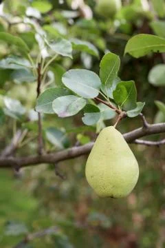 Juicy pear Stock Photos