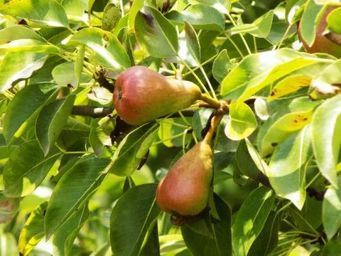 Juicy pear tree Stock Photos