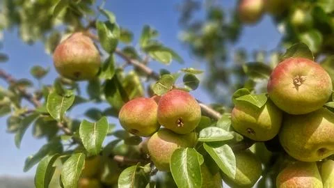 Juicy pears hanging on a fruit tree branch under a clear blue sky Stock Photos