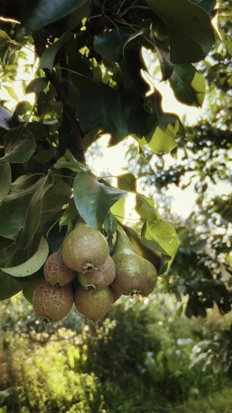 Juicy Pears on a Tree in the Summer Sun Stock Footage 316852277
