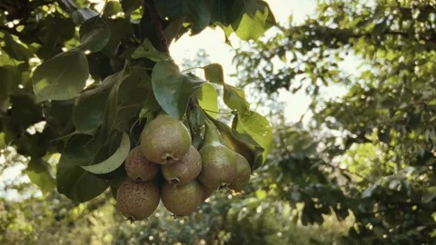 Juicy Pears on a Tree in the Summer Sun Stock Footage 316852278