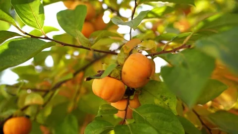 Juicy persimmons hanging on tree branches in sunlight Stock Footage 276161562