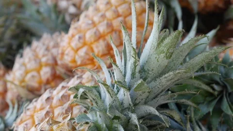 Juicy pineapples fill the frame, with tight composition emphasizing the surface Video stock 312213988