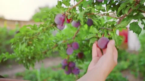 Juicy plums are ready to be harvested. Farmer works in the garden on a hot day. Stock-Footage 149240714