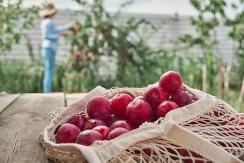 Juicy plums in eco friendly string eco mesh bag on a wooden background and woman Stock Photos