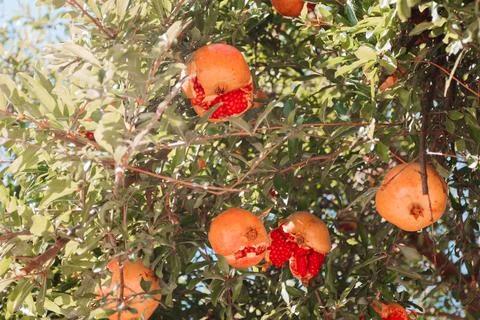 Juicy pomegranate fruit on a tree in the rays of the sun Stock Photos