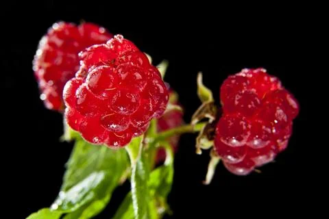 Juicy raspberry on a black background Stock Photos