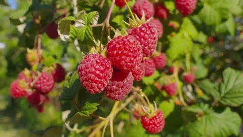 A juicy raspberry on a branch, sways in the wind Stock Footage 328309327