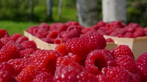 Juicy raspberry falling into basket on sunny day in slow motion Stock Footage 288193952