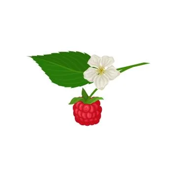 Juicy raspberry hanging on sprig with green leaf and small flower. Ripe summer Stock Illustration
