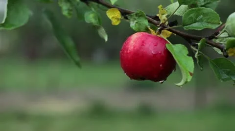 Juicy red apple on a tree branch Vidéo 19975227