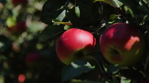 Juicy red apple on a tree branch (place for text; shallow DOF) Stock Footage 95934589